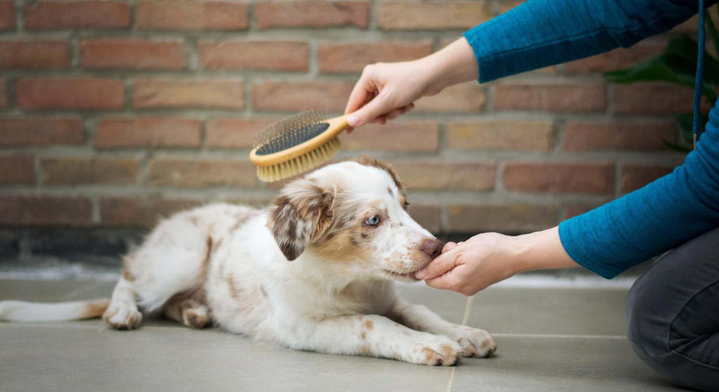 Rutina de Cepillado según el Tipo de Pelo