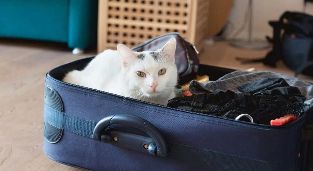 Viajar con Mascotas: Guía Completa para un Trayecto Seguro y Feliz