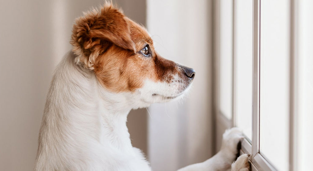 Ansiedad en Mascotas: Cómo Detectarla y Ayudar a tu Compañero Peludo
